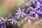 Close up of violet colored Sandpaper vine flower