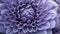 Close-up Of Violet Flower In Daniel Arsham Style