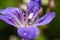 Close up violet flower of wood cranesbil or woodland geranium with small fly