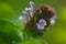 Close-up of violet flowers of common self-heal plant Prunella vulgaris with pleasant summer greenery of wildflower  natural