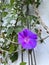 Close up of violet flowers, Morning glory flowers