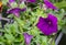 Close up of violet Geranium flower in greenhouse