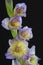 Close-up Violet Gladiolas