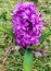 Close-up on a violet hyacinth blooming