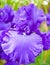 Close-up of a violet iris flowe with raindrops. selective focus, shallow dof