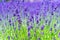 Close-up violet Lavender flowers field