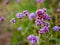 Close up of violet / lavender / purple Vervain flowers in an urban park