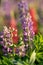 Close up of violet Lupin flowers in the meadow