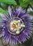 Close up of Violet Passiflora