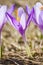 Close -up of violet small crocus flower