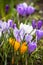 Close -up of violet small crocus garden flowers