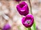 Close up on violet tulipa