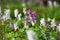 Close up of violet and white corydalis flowers in spring