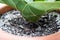 Close up of a violin fig plant in a top with mould on the ground, Germany