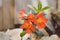 Close-up of Vireya Rhododendron plant in bloom with bright orange flowers