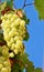 Close up of vivid bunches of grapes in Sicilian vineyard, copy space
