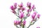 Close up of vivid delicate purple and pink magnolia flowers in full bloom on a branch in a garden in a sunny spring day, beautiful