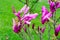 Close up of vivid delicate purple and pink magnolia flowers in full bloom on a branch in a garden in a sunny spring day, beautiful