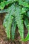 Close-up of vivid green fern leaves after raining in the forest with water drops. Beautiful background made with young green fern