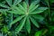 Close up of vivid green leaf of Lupinus plant, commonly known as lupin or lupine, with small water drops in a rainy spring garden