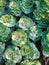 Close up vivid green and white decorative cabbage flowerbed