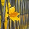 Close-up of vivid Maple and oak tree leafs in city fence, lattice. Concept of change of seasons, Autumn nostalgic mood