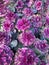 Close up vivid purple decorative cabbage flowerbed