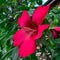 Close up vivid red flower of Chinese hibiscus