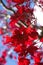 Close up, vivid red leaves of Japanese Maple Acer palmatum