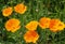 Close up of vivid yellow california poppies flowering in a meadow in bright summer sunlight