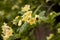 Close up of vivid yellow and white Weigela florida plant with flowers in full bloom in a garden in a sunny spring day