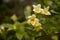 Close up of vivid yellow and white Weigela florida plant with flowers in full bloom in a garden in a sunny spring day