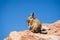 Close up vizcacha pic in teh altiplano in Bolivia. The Andes Ran