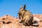 Close up vizcacha pic in teh altiplano in Bolivia. The Andes Ran