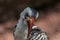 A close-up of a Von der Decken Hornbill