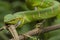 Close up Wagler`s Pit Viper Snake - Tropidolaemus wagleri