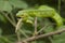 Close up Wagler`s Pit Viper Snake - Tropidolaemus wagleri