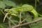 Close up Wagler`s Pit Viper Snake - Tropidolaemus wagleri