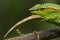 Close up Wagler`s Pit Viper Snake - Tropidolaemus wagleri