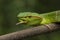 Close up Wagler`s Pit Viper Snake - Tropidolaemus wagleri