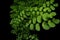 Close up the walking fern or maidenhair fern Adiantum philippen