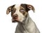 Close-up of a wall-eyed crossbreed dog looking away, isolated