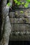 Close up of a wall and tree at Angkor Wat