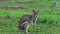 Close up from wallaby looking in to the camera and eating grass