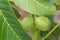 Close-up of a walnut branch with still immature nuts