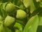 The close up-walnut fruits with green skin growing unriped before harvest on the walnut tree.