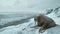 Close-up on walrus, on a snowy beach