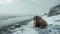 Close-up on walrus, on a snowy beach