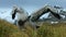 Close up of Wandering albatross chick resting in its nest