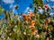 Close-up of the Warley epimedium Epimedium x warleyense Orangekonigin flowering with sprays of small flowers with bright coppery